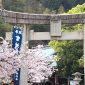 宮地嶽神社の桜と松ヶ枝餅